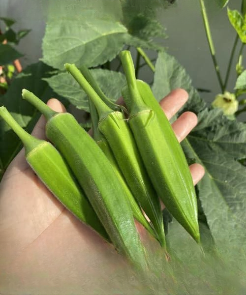 Doctors Explain Why Okra Is Gaining Attention as a Powerful Superfood for Digestion, Immunity, and Long-Term Wellness