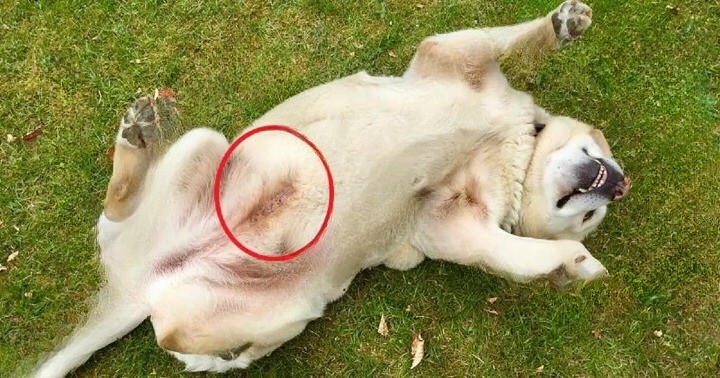 What the Small Blue Line Tattoo on a Dog Actually Means: The Helpful Veterinary Reason Behind This Tiny Mark
