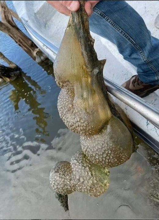 Strange Jelly-Like Clusters Found in an Oklahoma Lake Were Not What People Expected
