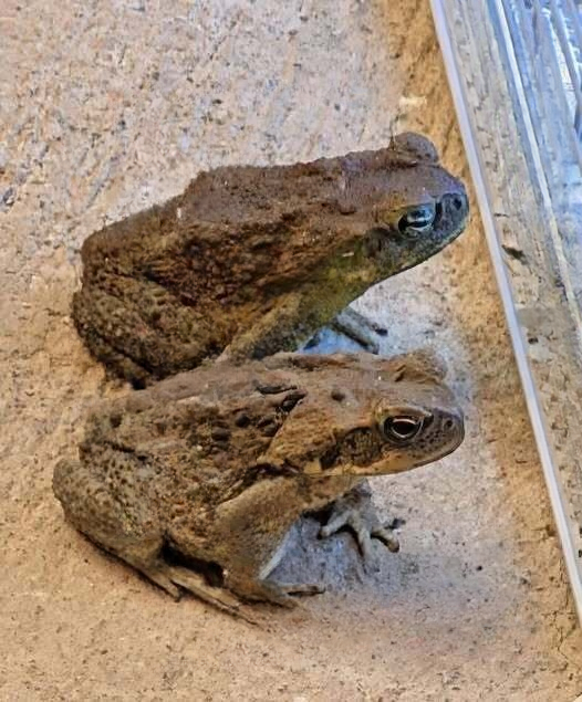Why You Might Find a Toad Around Your Home—and the Surprising Benefits of Having One Nearby