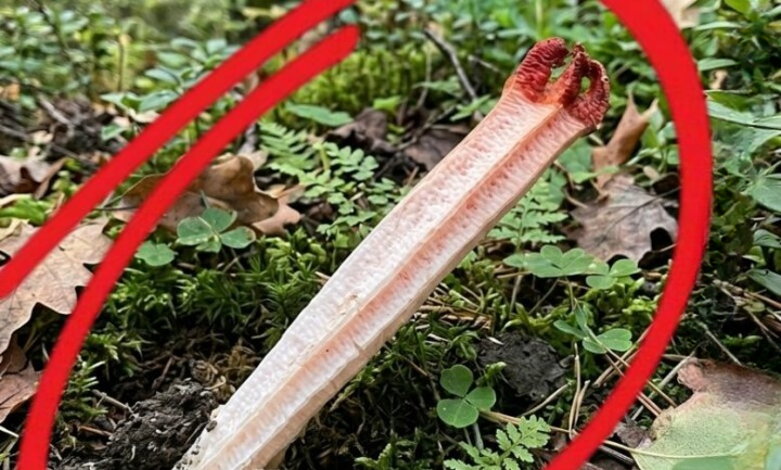 We Discovered Something Deep in the Forest That Completely Changed Our Weekend Hike