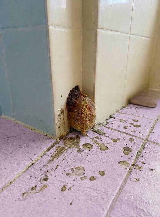 I Left My Apartment for 10 Days — When I Returned, I Found Something Strange Growing in My Bathroom