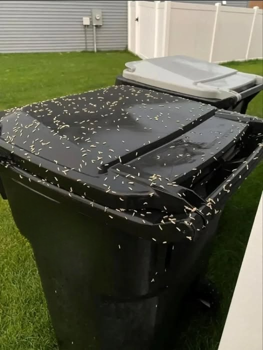 I Thought Someone Had Spilled Rice on My Garbage Can — Then I Looked Closer and Realized Something Very Unexpected
