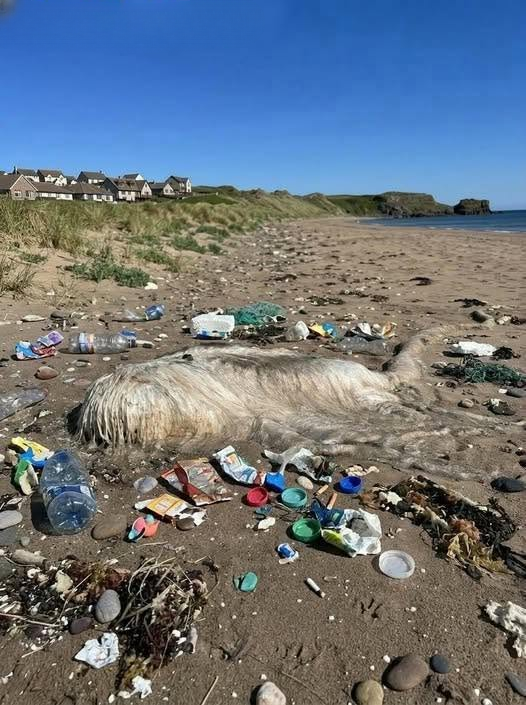 I Took My Dog for a Morning Walk on the Beach and Spotted Something Unusual Along the Shoreline — Can Anyone Identify It?