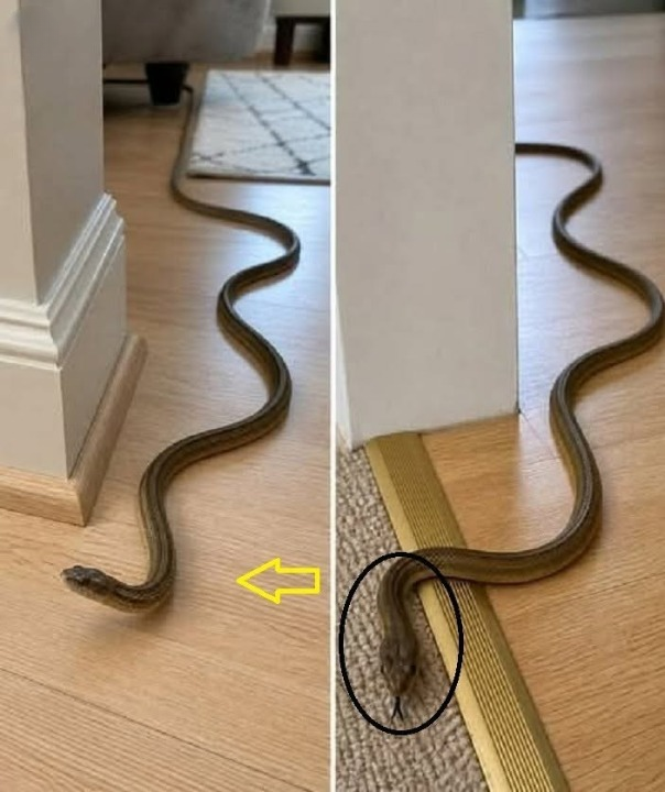 What Does It Mean When a Snake Enters Your House? Understanding the Real Reasons Behind This Unusual Encounter