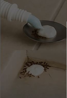 Practical Ways to Help Reduce Household Pests Naturally: Simple Prevention Tips for a Cleaner Home
