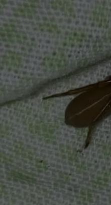 Meet the Red-Fanged Wandering Spider: The Fascinating Nocturnal Hunter That Doesn’t Rely on Webs