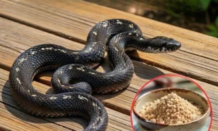 Practical Ways to Discourage Snakes From Visiting Your Yard: What Homeowners Should Know