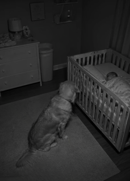 Every Night, the Family Dog Refused to Leave the Baby’s Crib — What the Nursery Camera Revealed Left Everyone Speechless