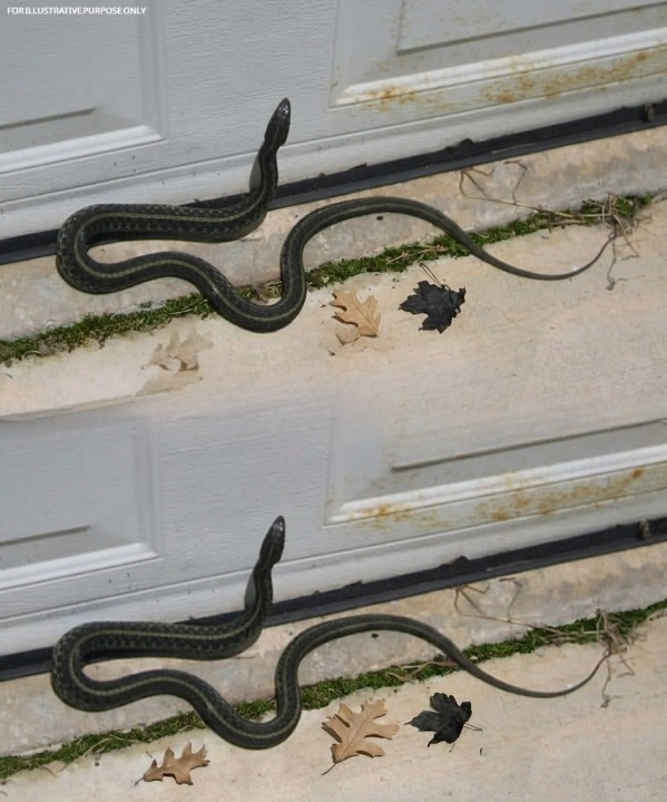 What Does It Mean When a Snake Appears Inside Your Home? Understanding Common Causes, Safety Considerations, and Practical Prevention Tips