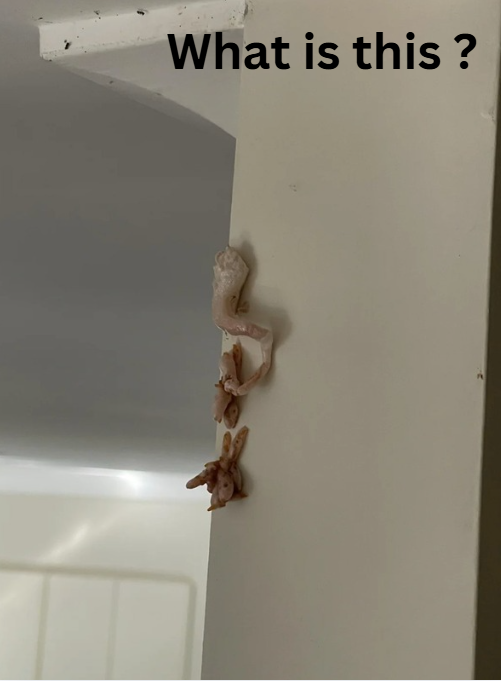 Strange Pink Foam Appeared on My Kitchen Wall Overnight — What Could It Be?