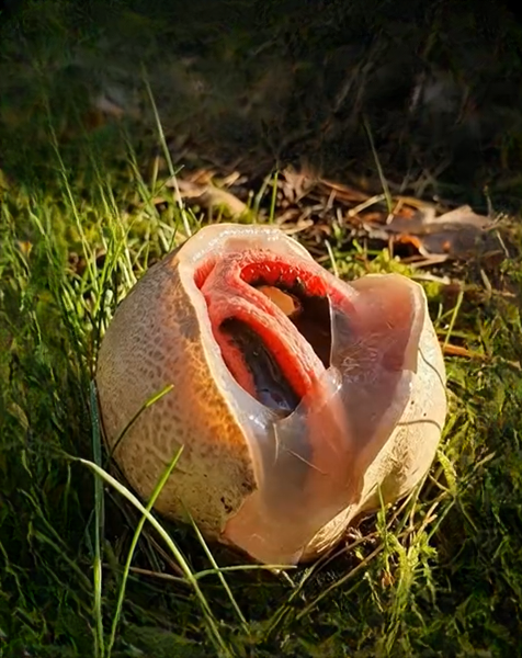 A Strange Discovery Hidden Among My Garden Flowers Left Me Completely Confused — But the Truth Turned Out to Be One of Nature’s Most Fascinating Surprises