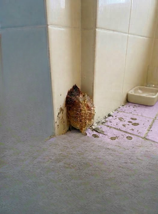 I Returned Home After 10 Days Away and Found an Unexpected Surprise in My Bathroom
