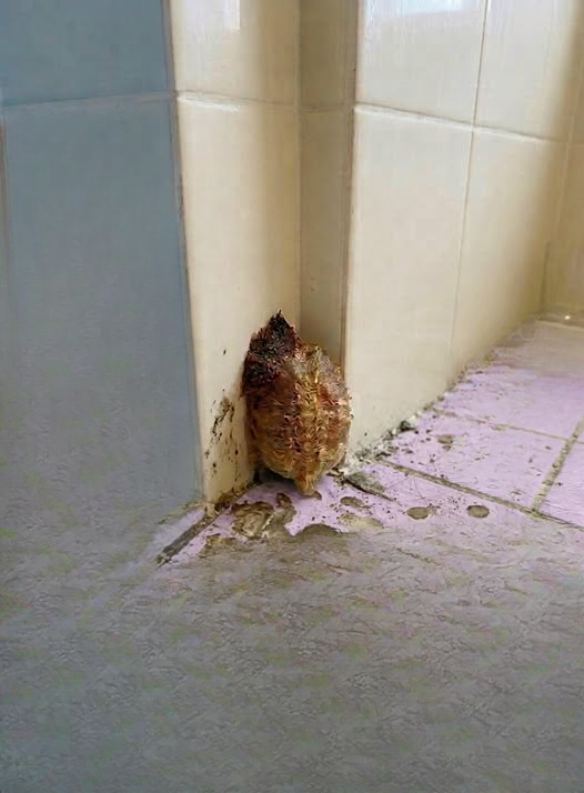 I Returned Home After 10 Days Away and Discovered an Unexpected Bathroom Surprise