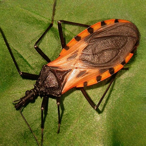 These Insects Are Becoming More Common — Why Experts Say Their Bites Should Never Be Ignored
