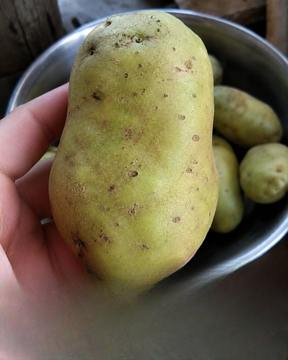 Why Potatoes Turn Green: Understanding the Science, Safety, and Best Storage Practices