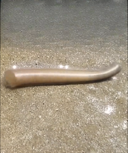 Strange Sand Formations From Childhood Spark New Fascination — The Surprising Story Behind Trumpet Worm Nests and Nature’s Hidden Engineering