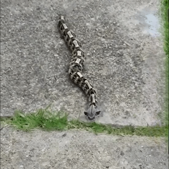 I Noticed Something Strange Near the Fence This Morning — What Experts Identified Left Me Completely Shocked