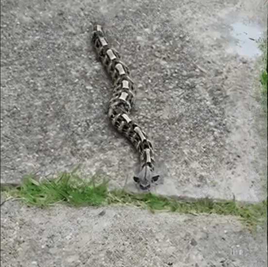 I Noticed Something Strange in My Yard One Morning — What Experts Identified Left Me Completely Shocked